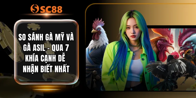 So Sánh Gà Mỹ Và Gà Asil - Qua 7 Khía Cạnh Dễ Nhận Biết Nhất